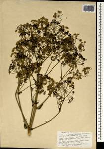Ferulago asparagifolia Boiss., South Asia, South Asia (Asia outside ex-Soviet states and Mongolia) (ASIA) (Turkey)