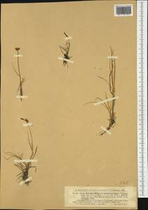 Carex mackenziei V.I.Krecz., Western Europe (EUR) (Norway)
