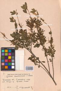 Chamaecytisus lindemannii (Krecz.) Klásk., Eastern Europe, South Ukrainian region (E12) (Ukraine)