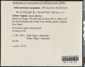Aulacomnium turgidum (Wahlenb.) Schwägr., Bryophytes, Bryophytes - Russian Far East (excl. Chukotka & Kamchatka) (B20) (Russia)