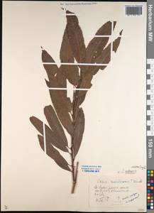 Salix udensis (Wimm.) Trautv. & C.A.Mey., Siberia, Chukotka & Kamchatka (S7) (Russia)