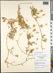 Diphasiastrum complanatum subsp. montellii (Kukkonen) Kukkonen, Eastern Europe, Northern region (E1) (Russia)
