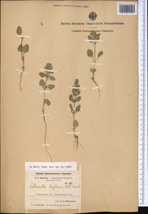 Lallemantia royleana (Benth.) Benth., Middle Asia, Pamir & Pamiro-Alai (M2) (Uzbekistan)
