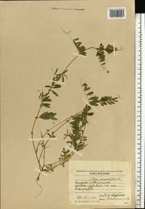 Vicia sativa subsp. nigra (L.)Ehrh., Eastern Europe, Moldova (E13a) (Moldova)