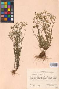 Senecio sylvaticus L., Eastern Europe, Moscow region (E4a) (Russia)