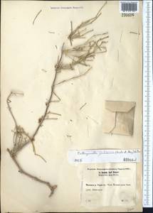 Calligonum junceum (Fisch. & C. A. Mey.) Litv., Middle Asia, Muyunkumy, Balkhash & Betpak-Dala (M9) (Kazakhstan)