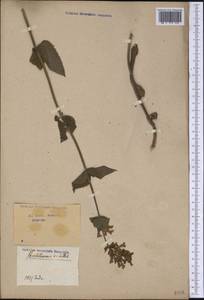 Penstemon ovatus Dougl., America (AMER) (Not classified)