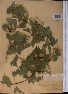 Acer tataricum subsp. semenovii (Regel & Herder) A. E. Murray, Middle Asia, Dzungarian Alatau & Tarbagatai (M5) (Kazakhstan)