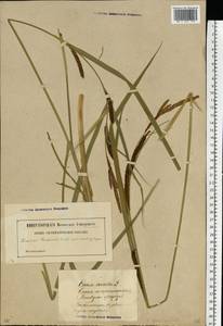 Carex acuta L., Eastern Europe, Latvia (E2b) (Latvia)