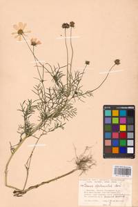 Cosmos bipinnatus Cav., Eastern Europe, Moscow region (E4a) (Russia)