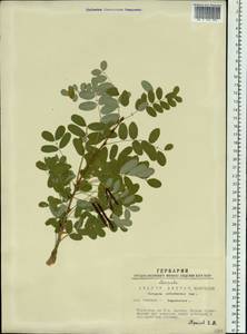 Caragana arborescens Lam., Siberia, Western Siberia (S1) (Russia)