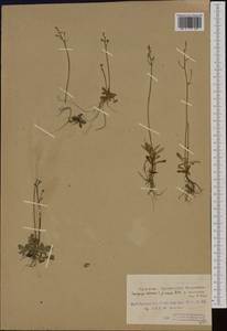 Micranthes stellaris subsp. stellaris, Western Europe (EUR) (Svalbard and Jan Mayen)