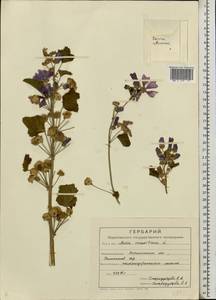 Malva sylvestris L., Eastern Europe, Central forest-and-steppe region (E6) (Russia)
