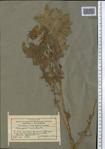Codonopsis clematidea (Schrenk) C.B.Clarke, Middle Asia, Western Tian Shan & Karatau (M3) (Kyrgyzstan)