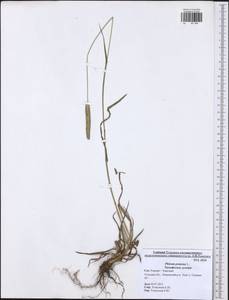 Phleum pratense L., Eastern Europe, Central region (E4) (Russia)