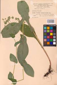 Bupleurum aureum Fisch., Eastern Europe, Eastern region (E10) (Russia)