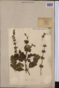 Salvia verbenaca L., Western Europe (EUR) (Italy)