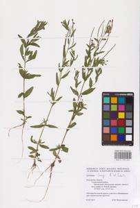 Epilobium lamyi F. W. Schultz, Eastern Europe, Central region (E4) (Russia)