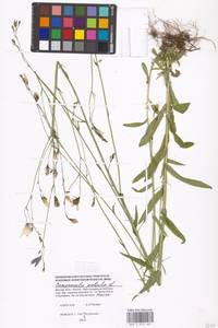 Campanula patula L., Eastern Europe, Moscow region (E4a) (Russia)