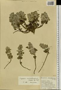 Lagopsis marrubiastrum (Stephan) Ikonn.-Gal., Siberia, Altai & Sayany Mountains (S2) (Russia)