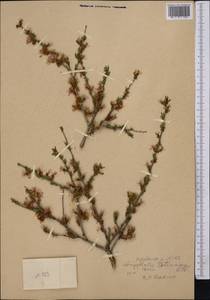 Prunus petunnikowii (Litv.) Rehder, Middle Asia, Western Tian Shan & Karatau (M3) (Not classified)