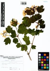 Viburnum opulus L., Siberia, Baikal & Transbaikal region (S4) (Russia)