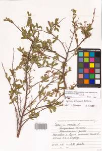 Spiraea crenata subsp. crenata, Eastern Europe, Middle Volga region (E8) (Russia)