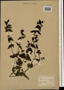 Rhynchocorys orientalis (L.) Benth., Caucasus, North Ossetia, Ingushetia & Chechnya (K1c) (Russia)