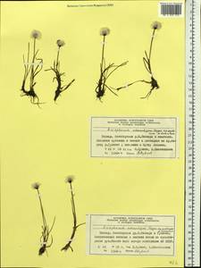 Eriophorum scheuchzeri Hoppe, Siberia, Central Siberia (S3) (Russia)