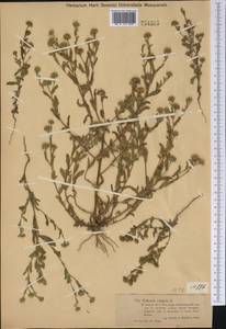 Pulicaria vulgaris Gaertn., Siberia, Western (Kazakhstan) Altai Mountains (S2a) (Kazakhstan)