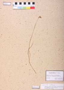 Luzula multiflora subsp. sibirica V. I. Krecz., Siberia, Altai & Sayany Mountains (S2) (Russia)