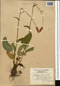 Bistorta carnea (K. Koch) Kom., Caucasus, South Ossetia (K4b) (South Ossetia)