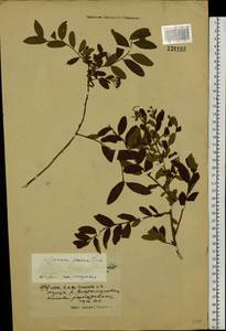 Spiraea media var. sericea (Turcz.) Maxim., Siberia, Russian Far East (S6) (Russia)