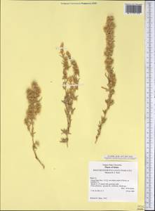 Krascheninnikovia ceratoides subsp. lanata (Pursh) Heklau, America (AMER) (United States)