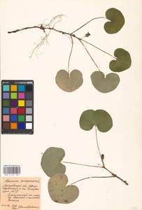 Asarum europaeum L., Eastern Europe, Moscow region (E4a) (Russia)