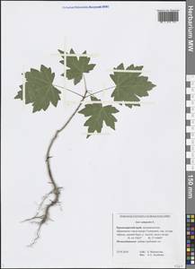 Acer campestre L., Caucasus, Black Sea Shore (from Novorossiysk to Adler) (K3) (Russia)