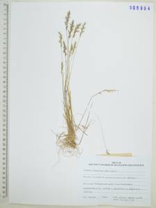 Koeleria spicata subsp. spicata, Siberia, Russian Far East (S6) (Russia)