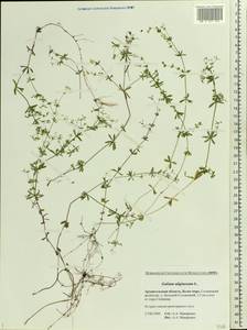 Galium uliginosum L., Eastern Europe, Northern region (E1) (Russia)