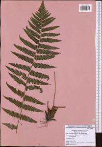 Dryopteris filix-mas (L.) Schott, Eastern Europe, Central region (E4) (Russia)