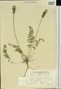 Oxytropis longirostra DC., Siberia, Altai & Sayany Mountains (S2) (Russia)