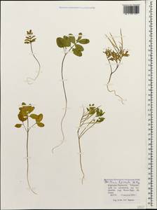 Cardamine bipinnata (C. A. Mey.) O. E. Schulz, Caucasus, Stavropol Krai, Karachay-Cherkessia & Kabardino-Balkaria (K1b) (Russia)