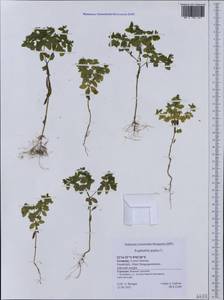 Euphorbia peplus L., Western Europe (EUR) (Germany)