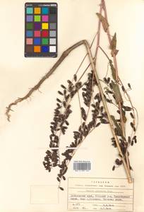 Isatis tinctoria L., Siberia, Russian Far East (S6) (Russia)