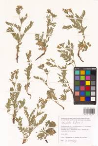Sibbaldianthe bifurca (L.) Kurtto & T. Erikss., Eastern Europe, Lower Volga region (E9) (Russia)