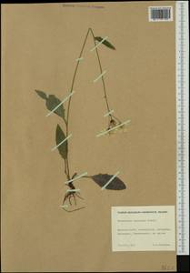 Hieracium levicaule subsp. levicaule, Western Europe (EUR) (Finland)