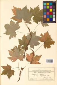 Ribes sachalinense (F. Schmidt) Nakai, Siberia, Russian Far East (S6) (Russia)