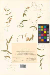 Stellaria fenzlii Regel, Siberia, Russian Far East (S6) (Russia)
