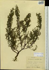 Artemisia annua L., Siberia, Central Siberia (S3) (Russia)