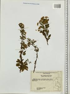 Spiraea media var. sericea (Turcz.) Maxim., Siberia, Russian Far East (S6) (Russia)