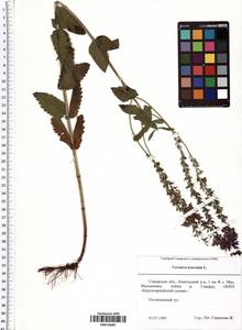 Veronica teucrium L., Eastern Europe, Middle Volga region (E8) (Russia)